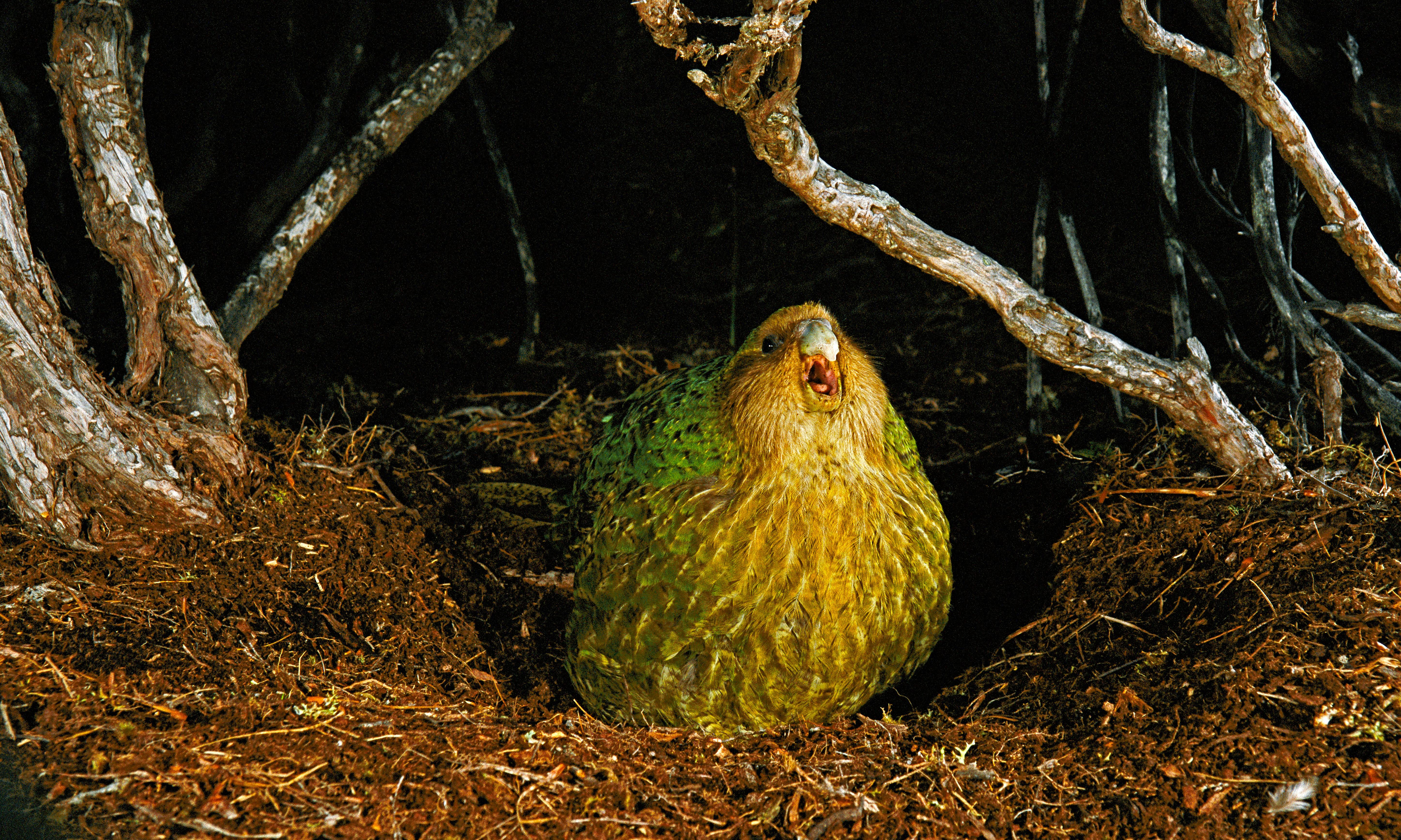 Pic Of Kakapo Wallpapers