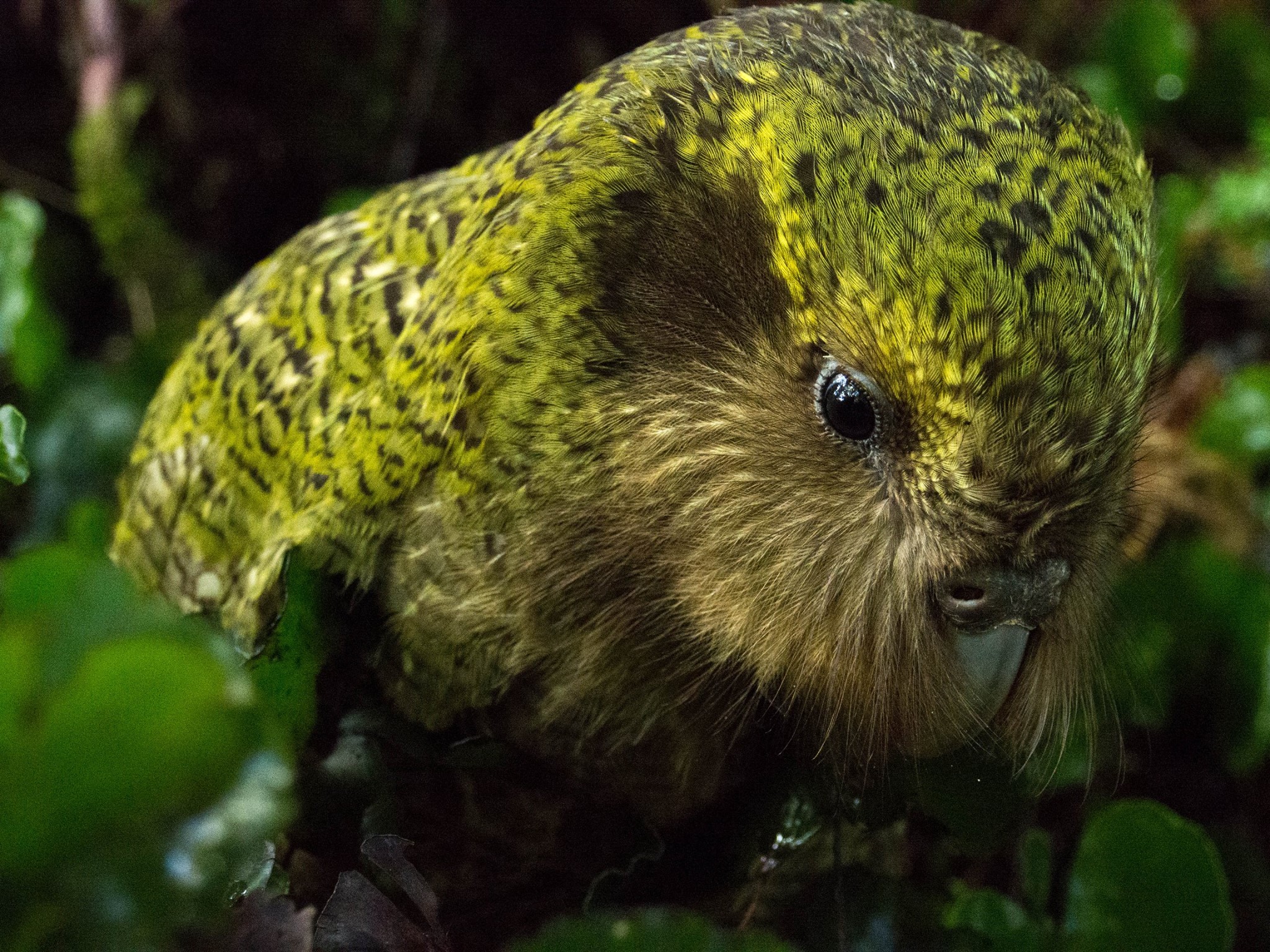 Pic Of Kakapo Wallpapers