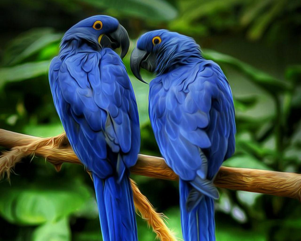 Pictures Of Blue Parrots Wallpapers