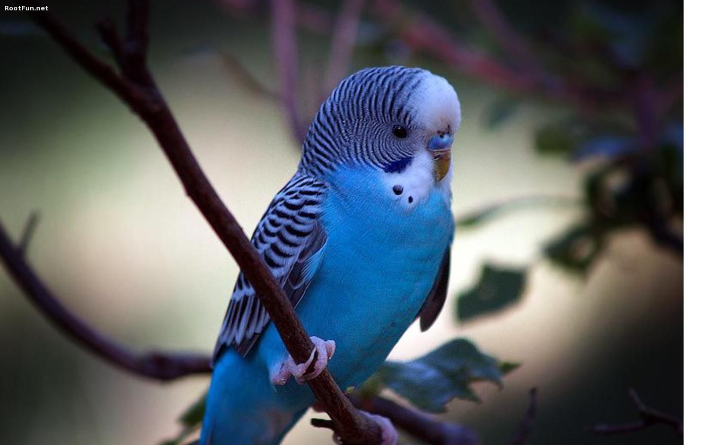 Pictures Of Blue Parrots Wallpapers