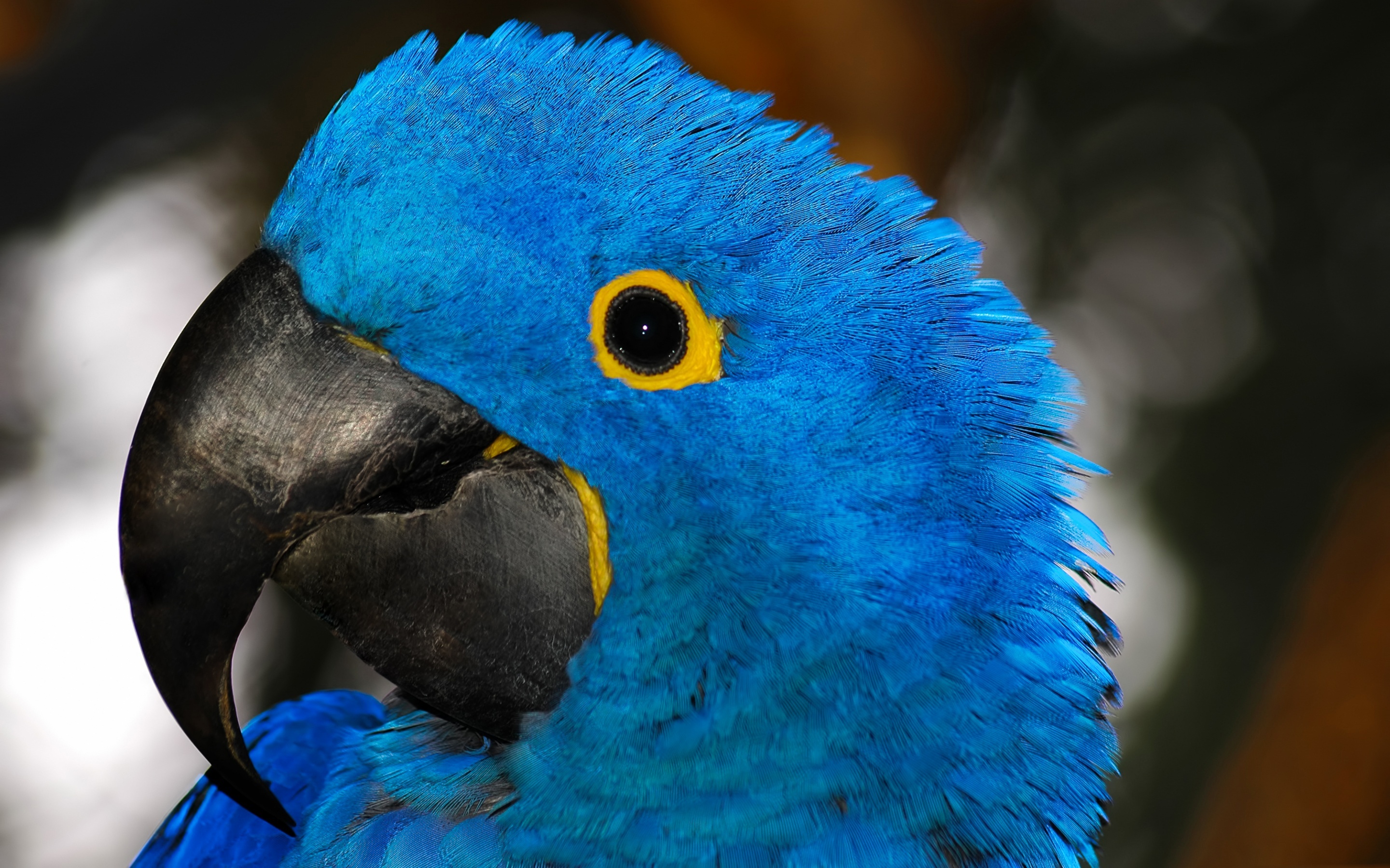 Pictures Of Blue Parrots Wallpapers