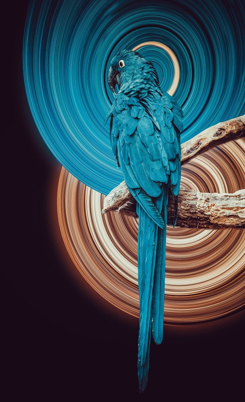 Pictures Of Blue Parrots Wallpapers