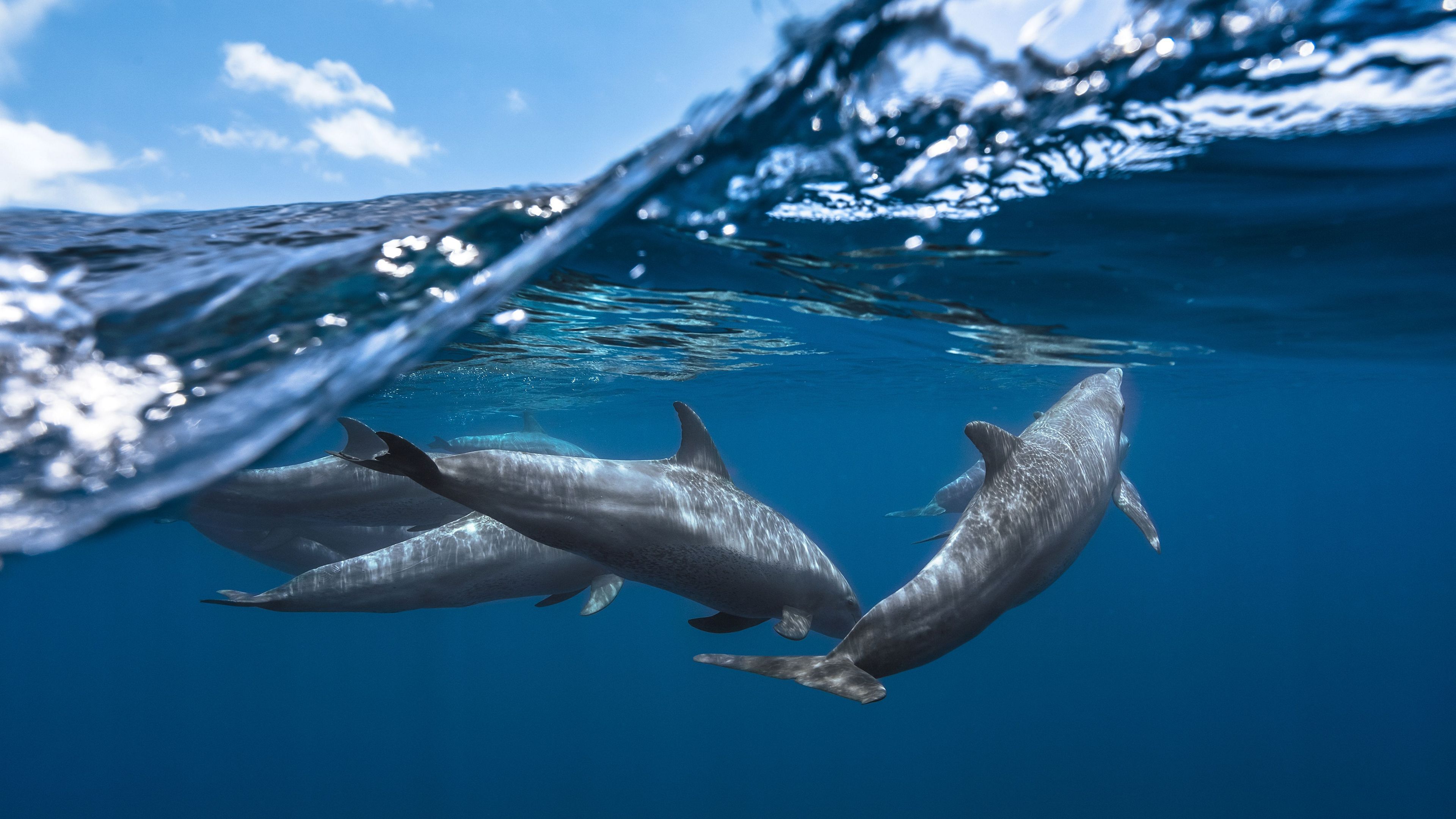 Pictures Of Dolphins Under Water Wallpapers