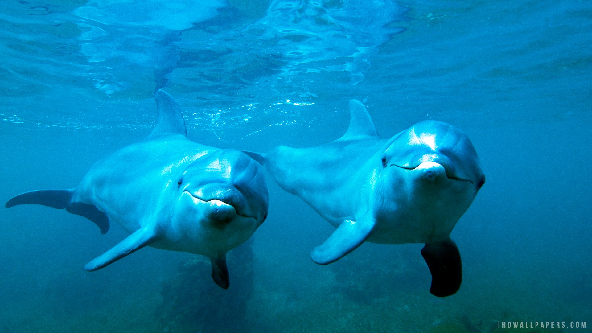 Pictures Of Dolphins Under Water Wallpapers