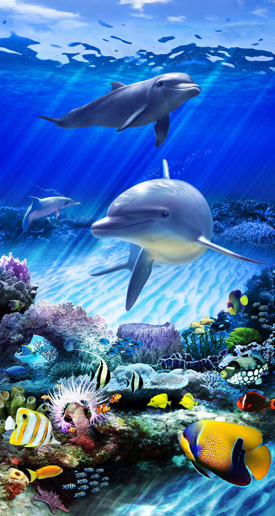 Pictures Of Dolphins Under Water Wallpapers