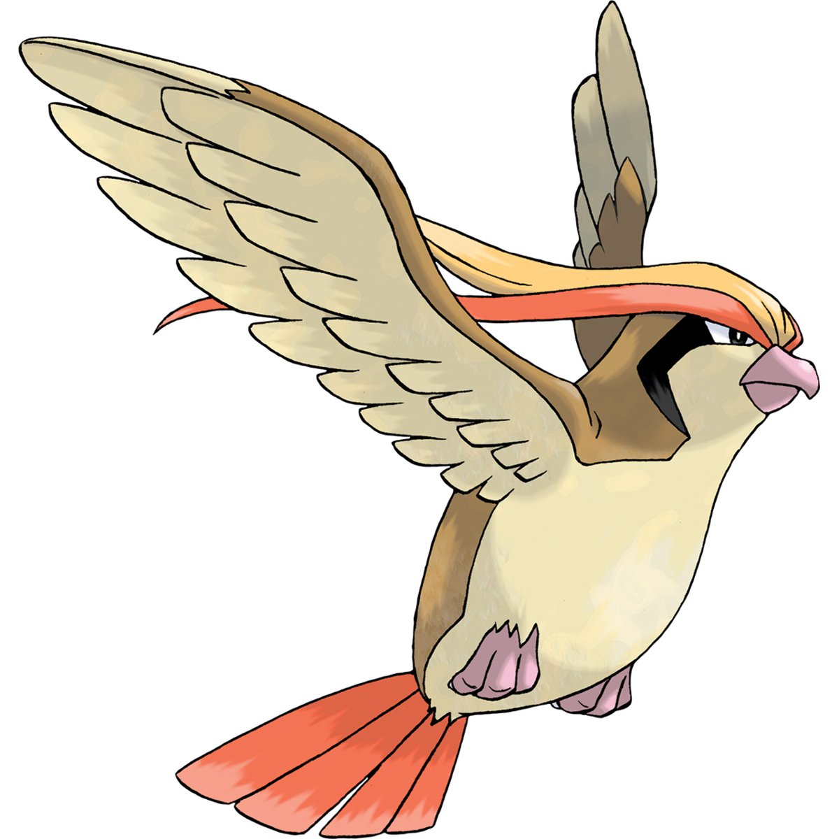 Pidgeot Hd Wallpapers