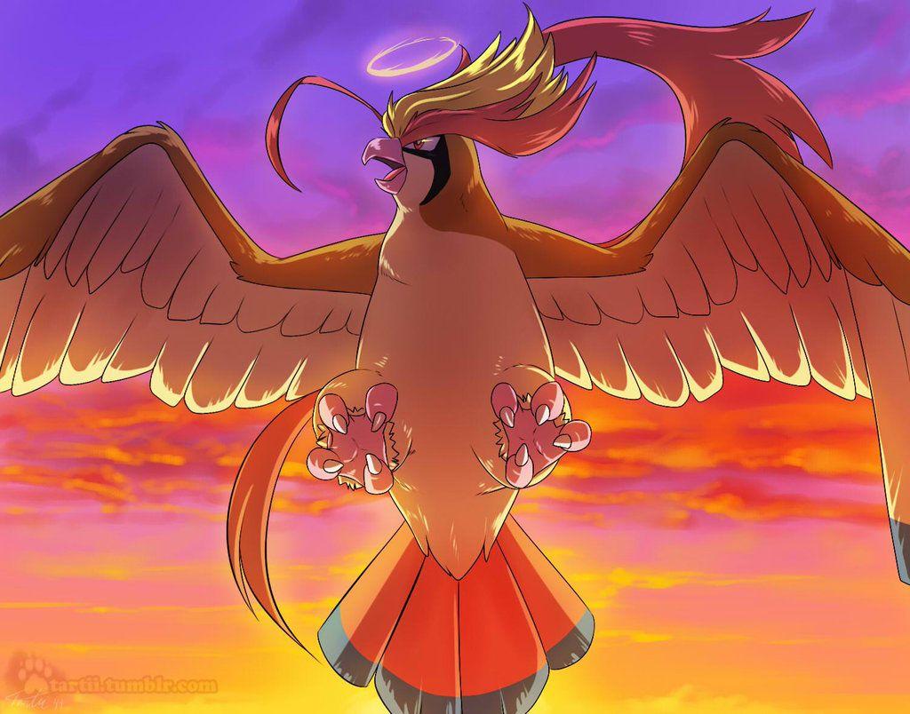 Pidgeotto Hd Wallpapers