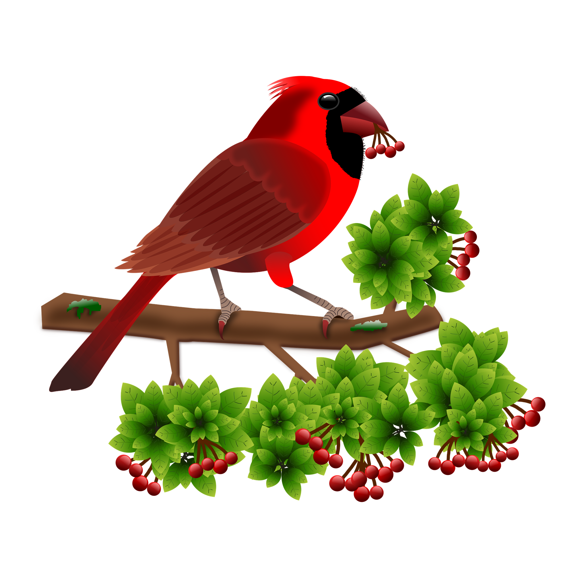 Pied Northern Cardinal Wallpapers