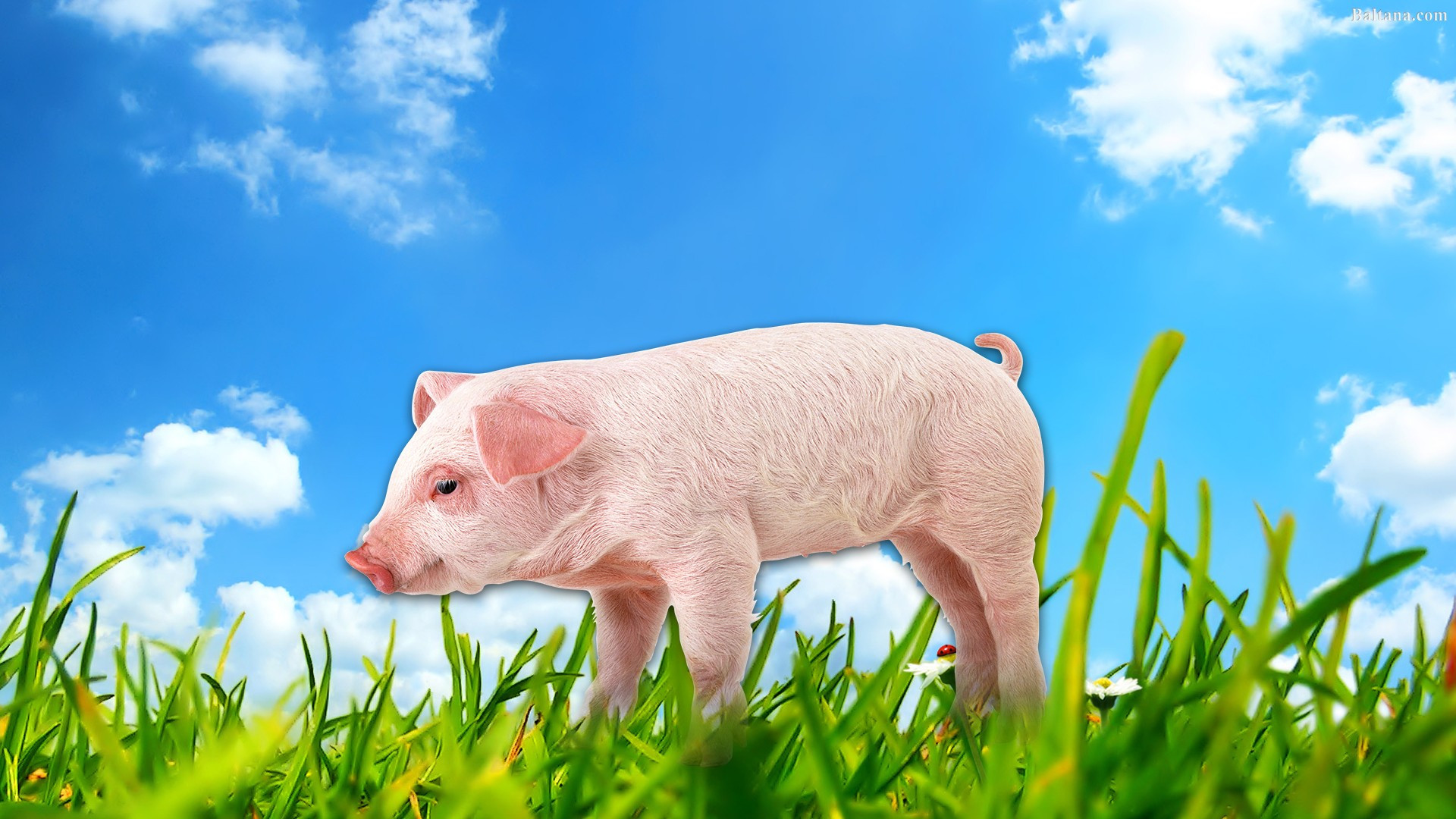 Pig Backgrounds