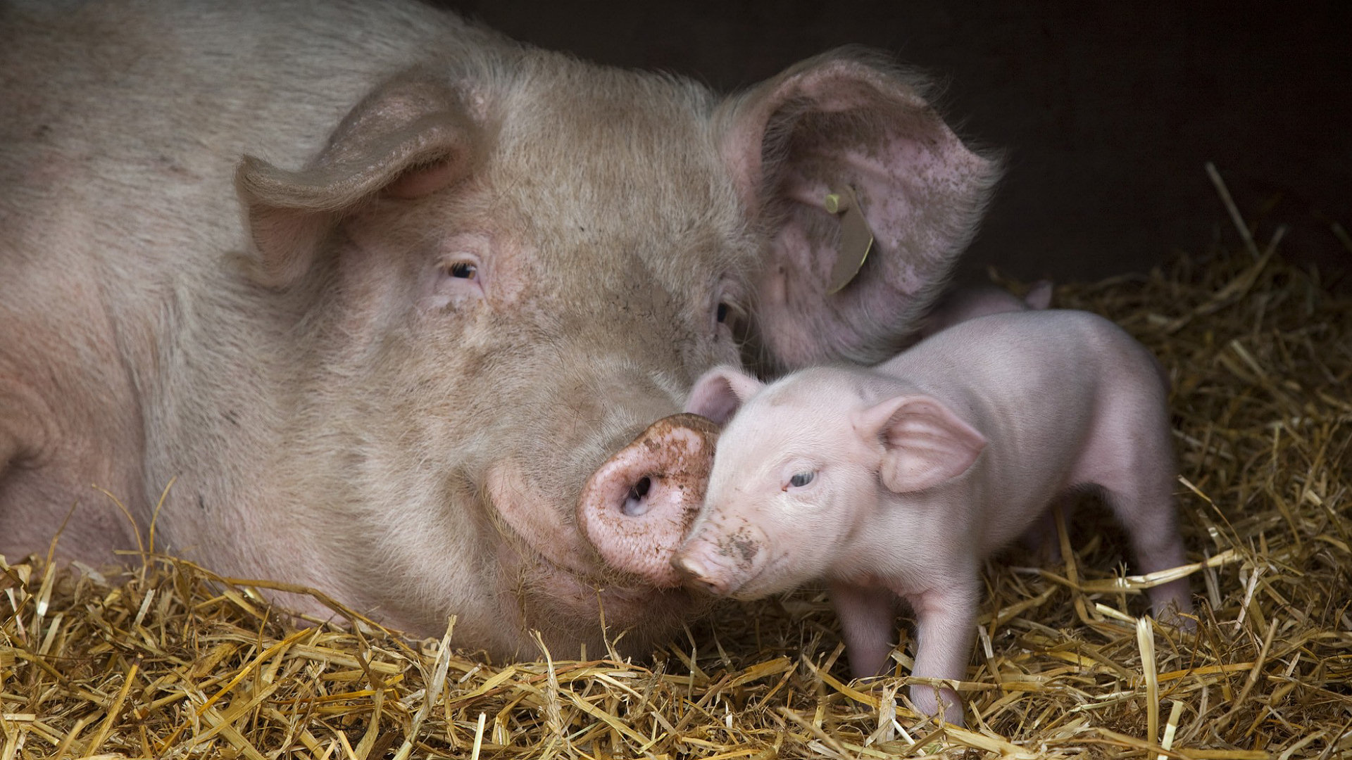 Pig Backgrounds