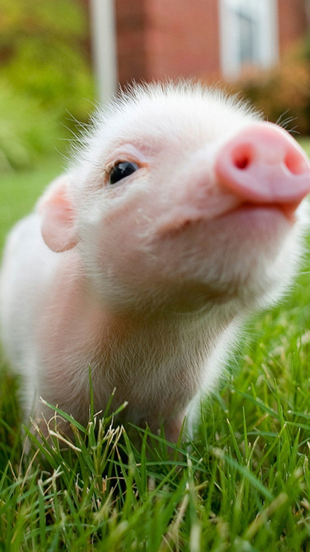 Pig Iphone Wallpapers