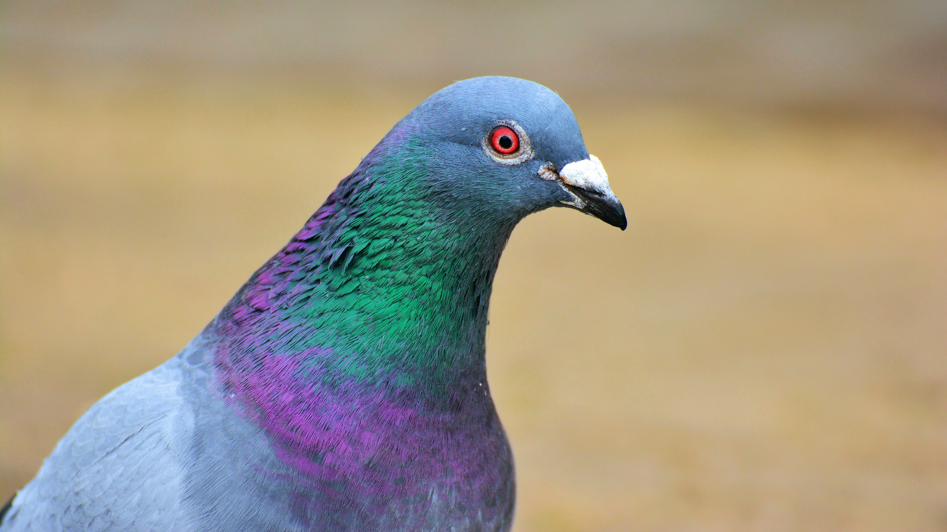 Pigeon Wallpapers