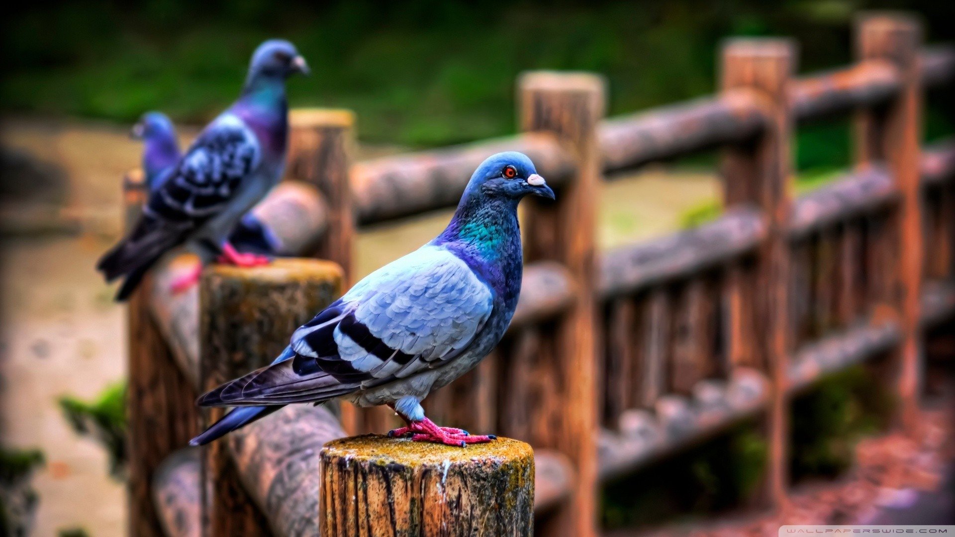 Pigeon Wallpapers