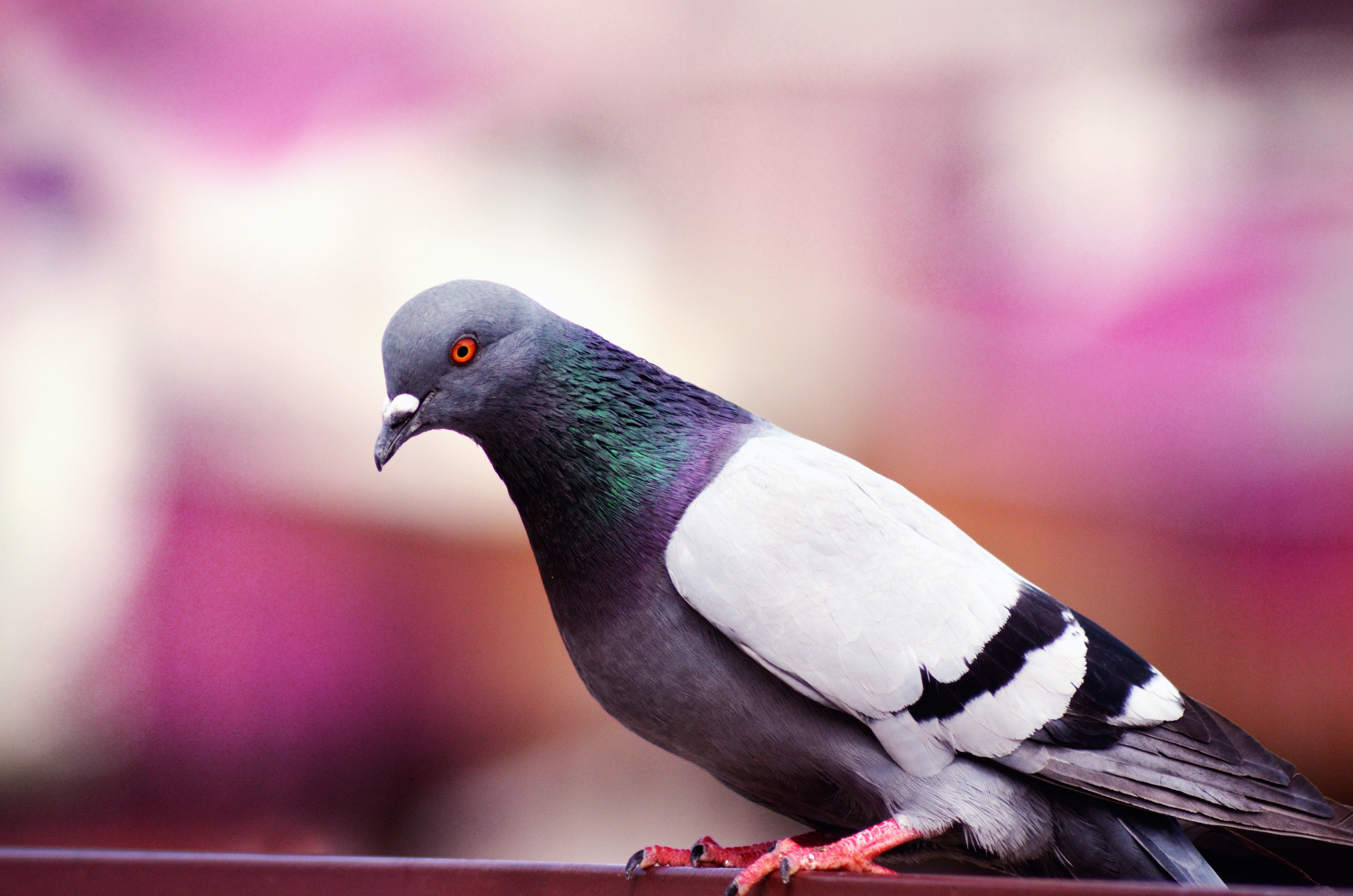 Pigeon Wallpapers