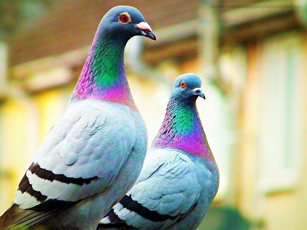 Pigeon Wallpapers