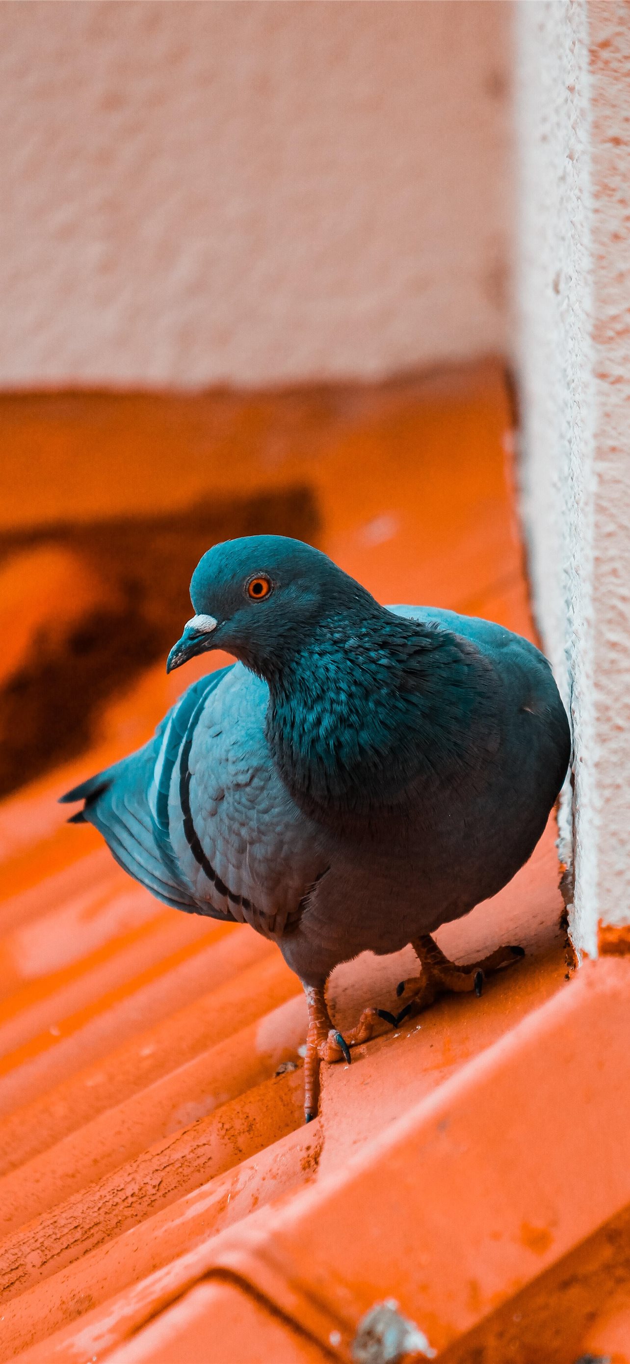 Pigeon Wallpapers