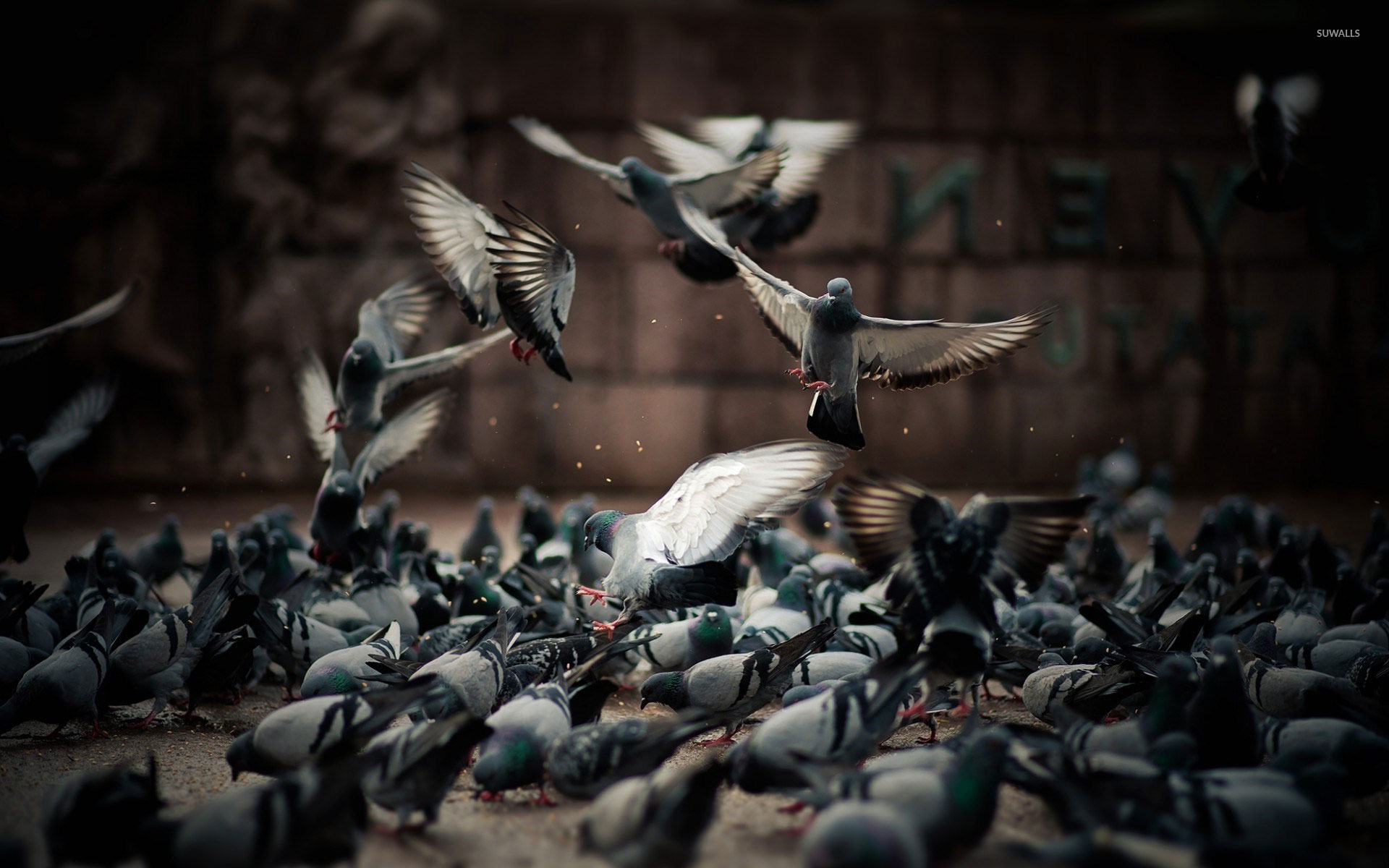 Pigeons Wallpapers