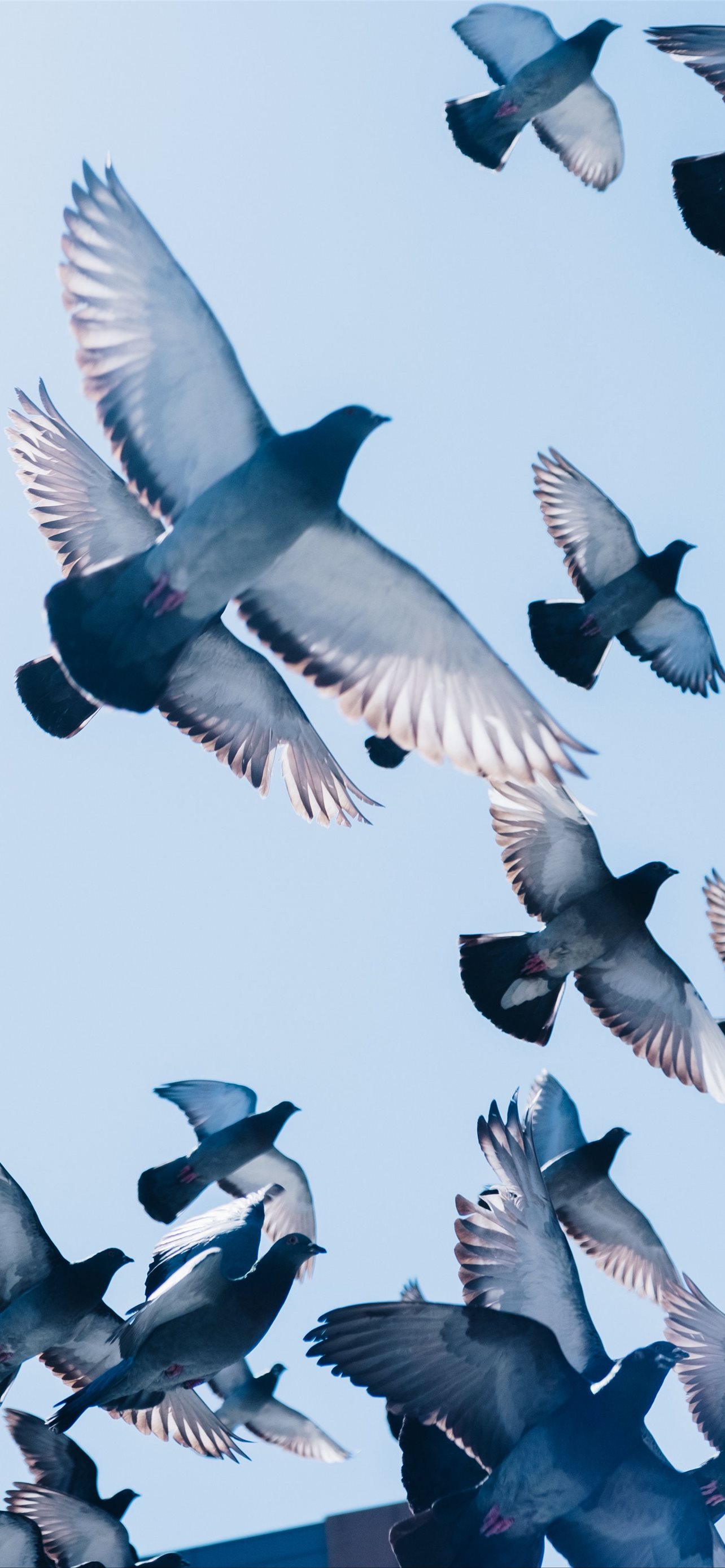 Pigeons Wallpapers