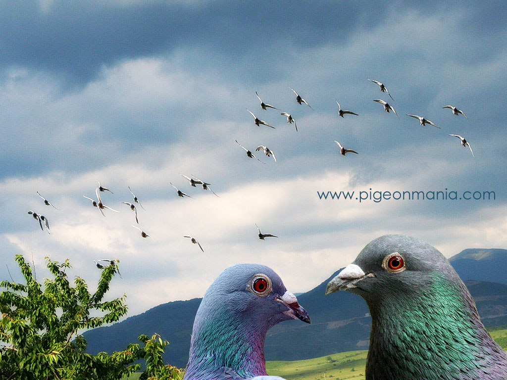 Pigeons Wallpapers