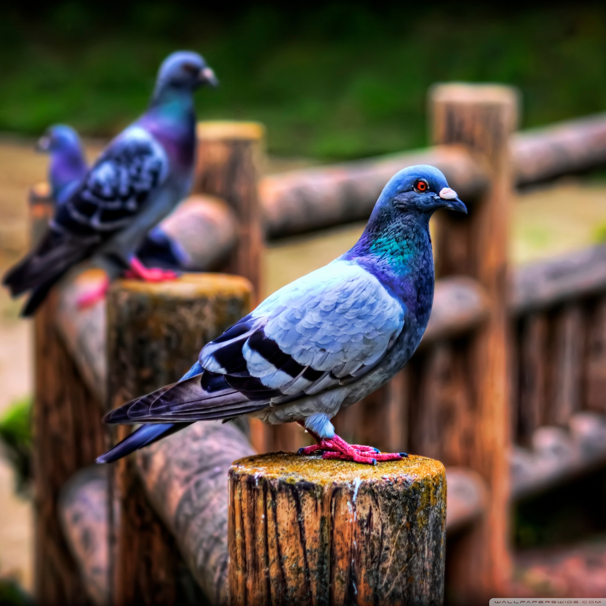 Pigeons Wallpapers