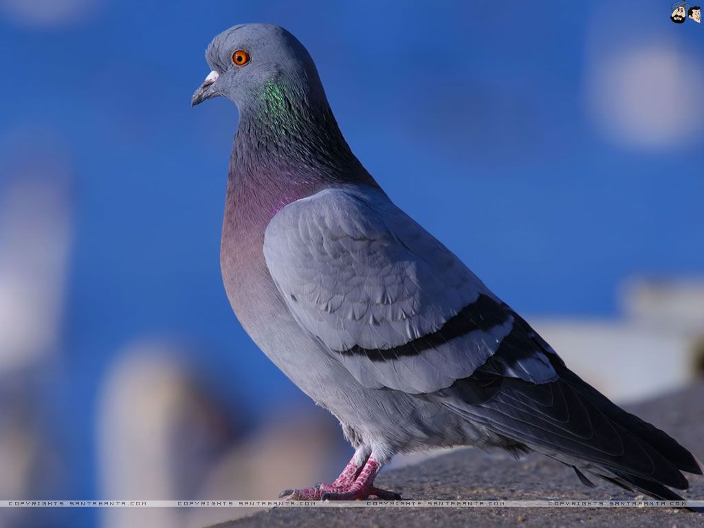 Pigeons Wallpapers