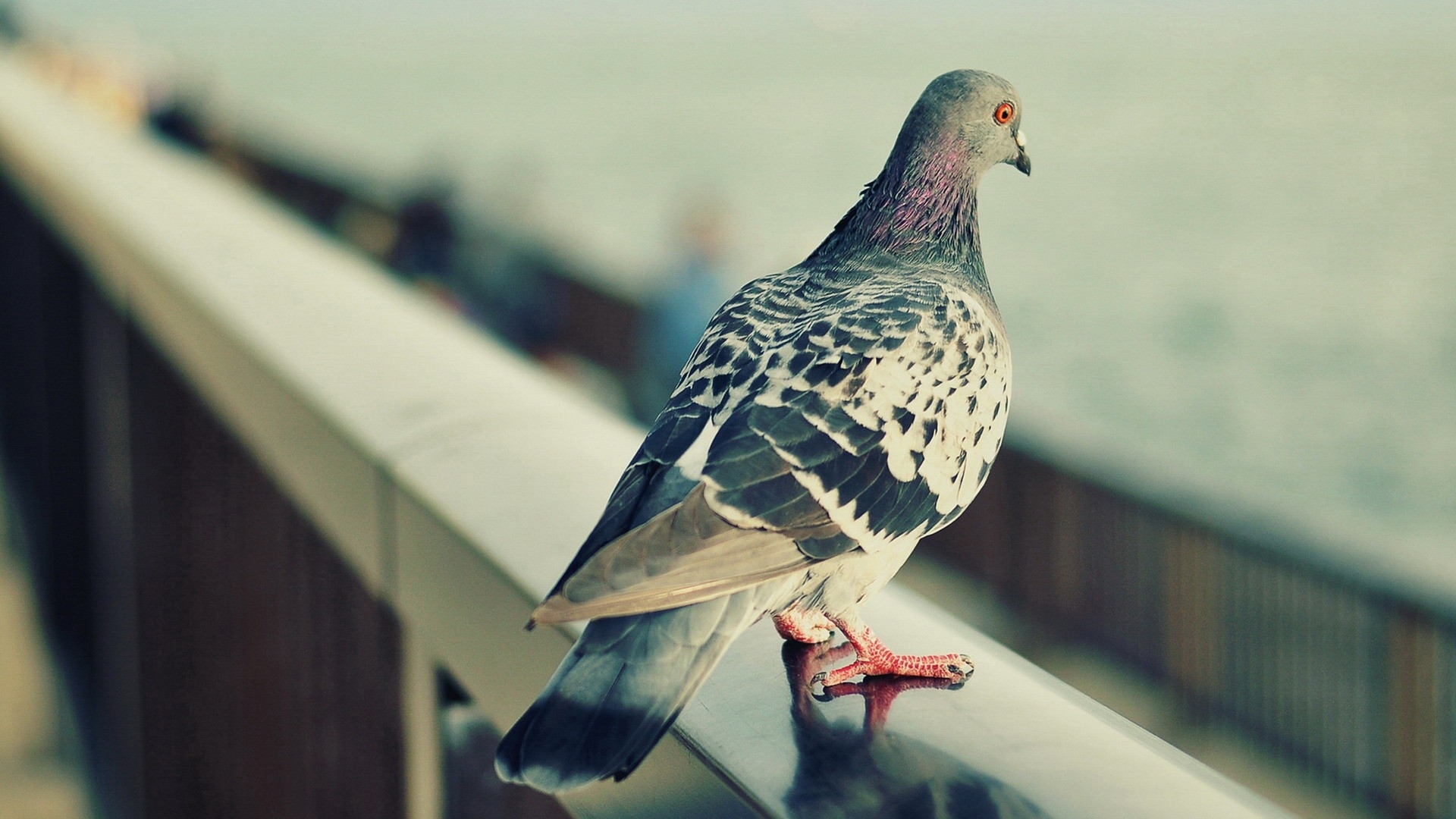 Pigeons Wallpapers