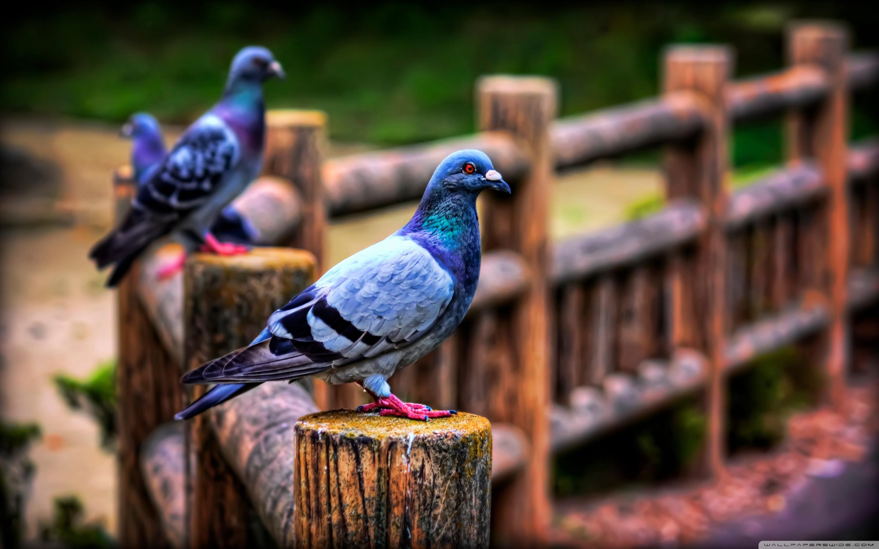 Pigeons Wallpapers