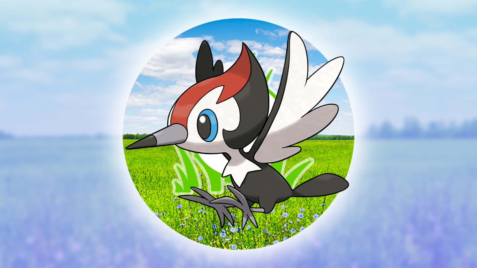 Pikipek Hd Wallpapers