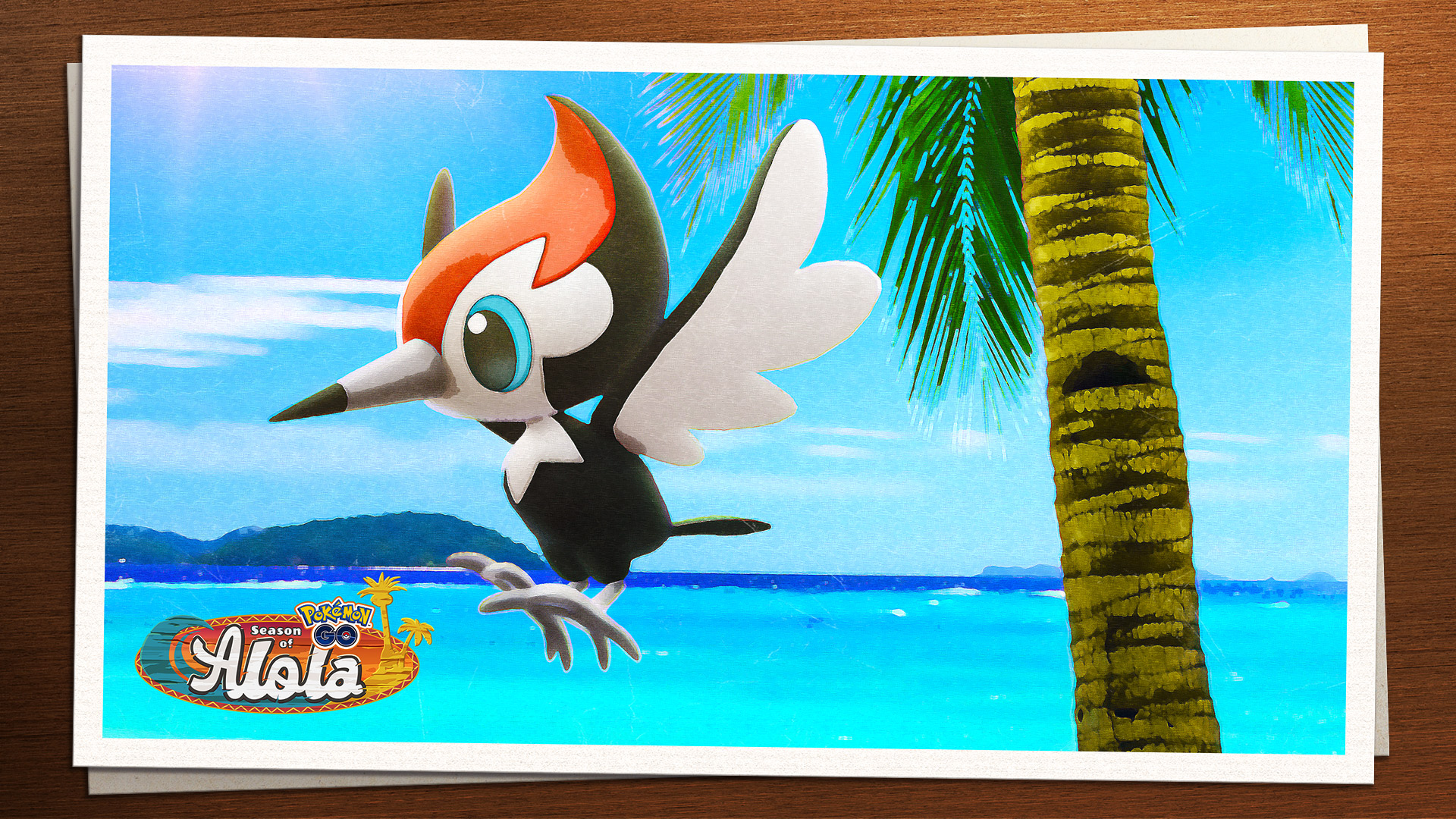 Pikipek Hd Wallpapers