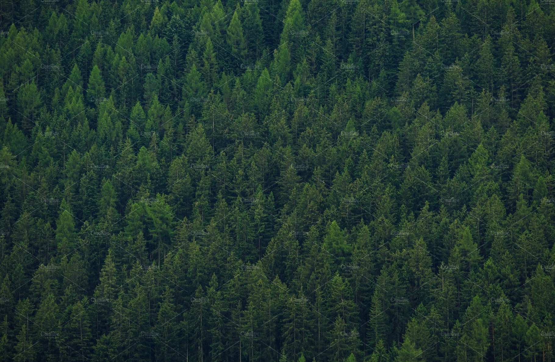 Pine Forest Background