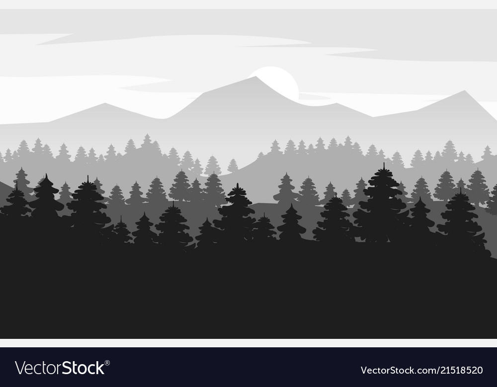 Pine Forest Background