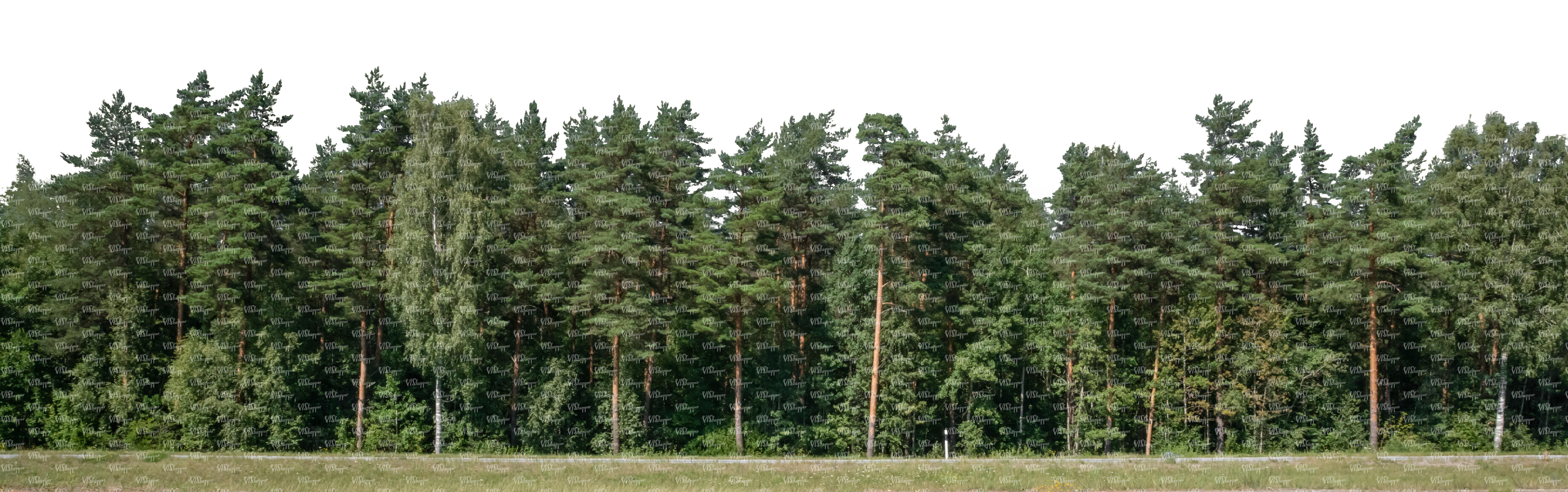 Pine Forest Background