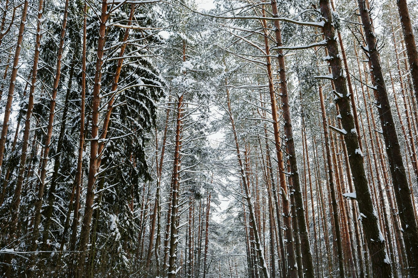 Pine Forest Background