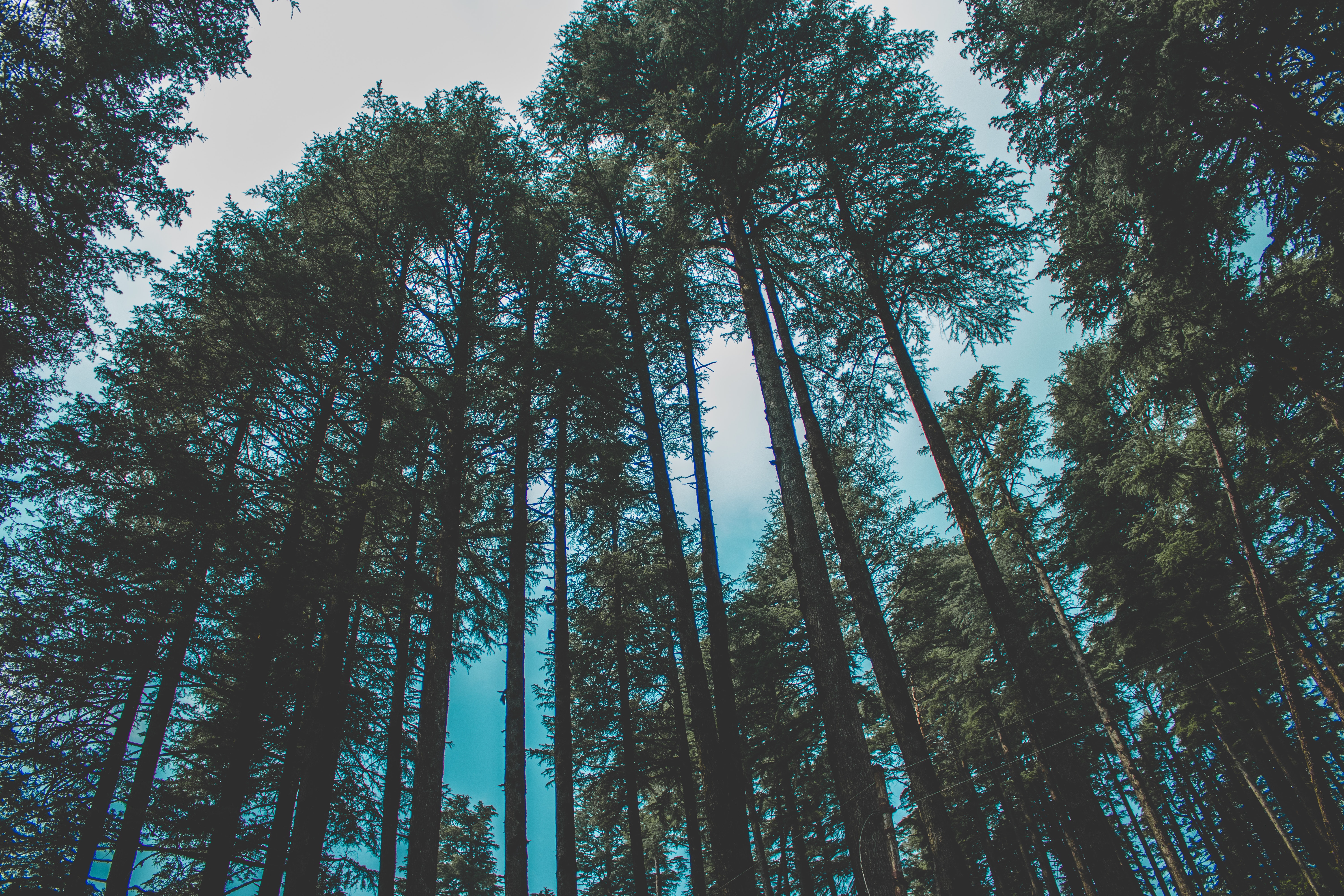 Pine Forest Background