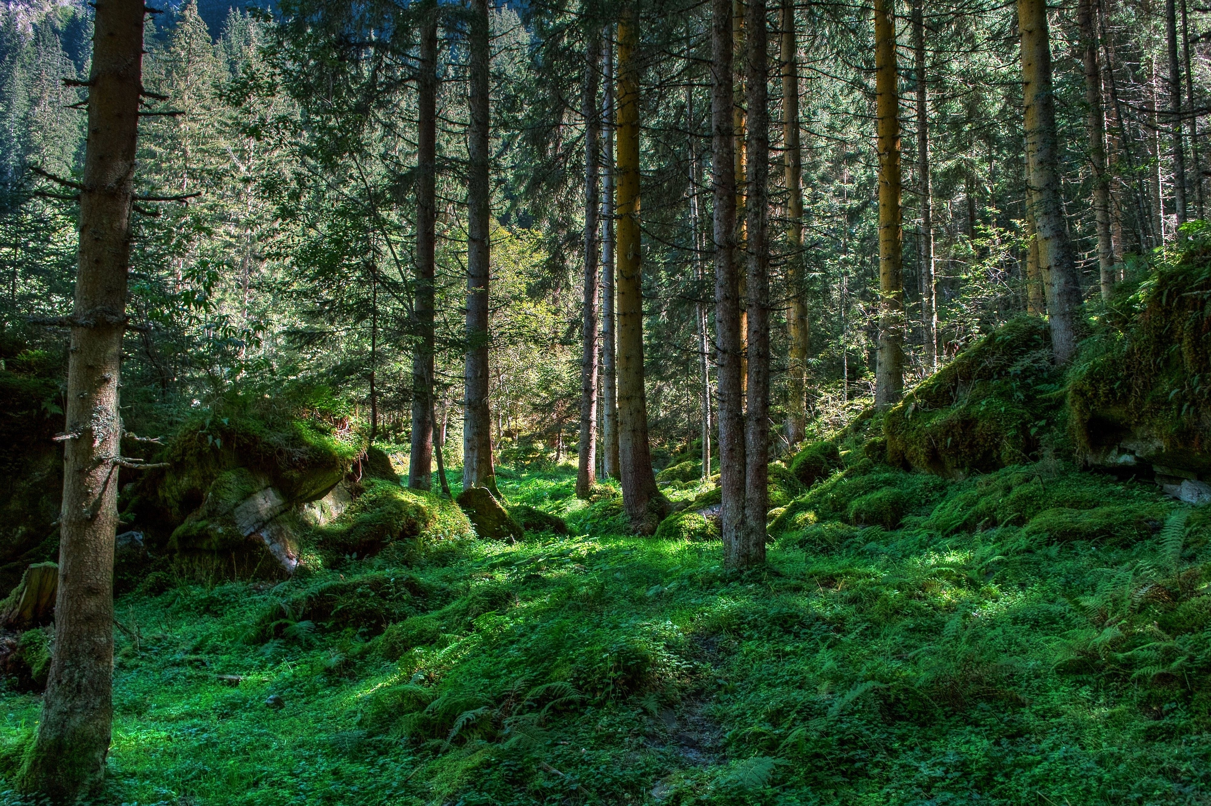 Pine Forest Background