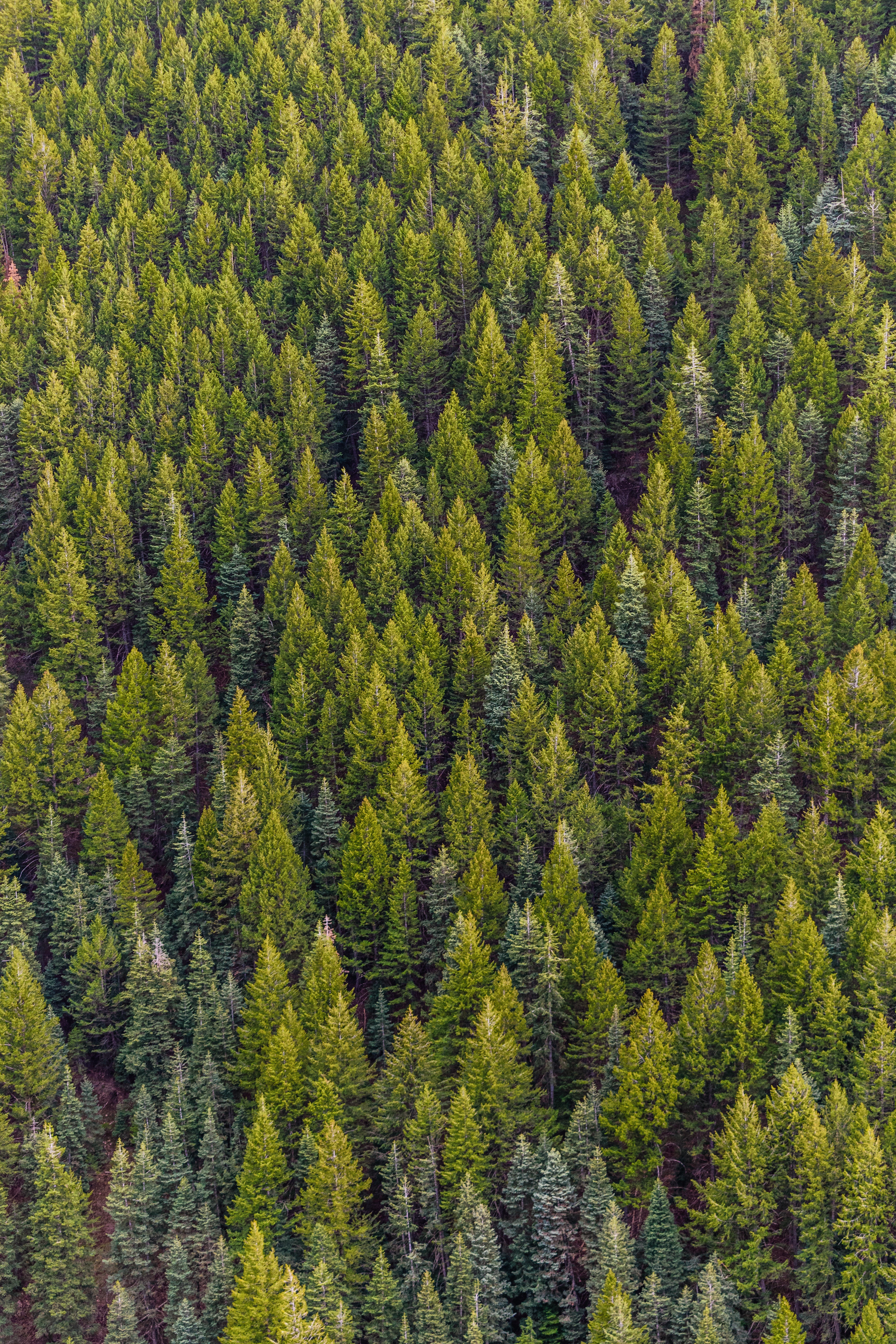 Pine Forest Background