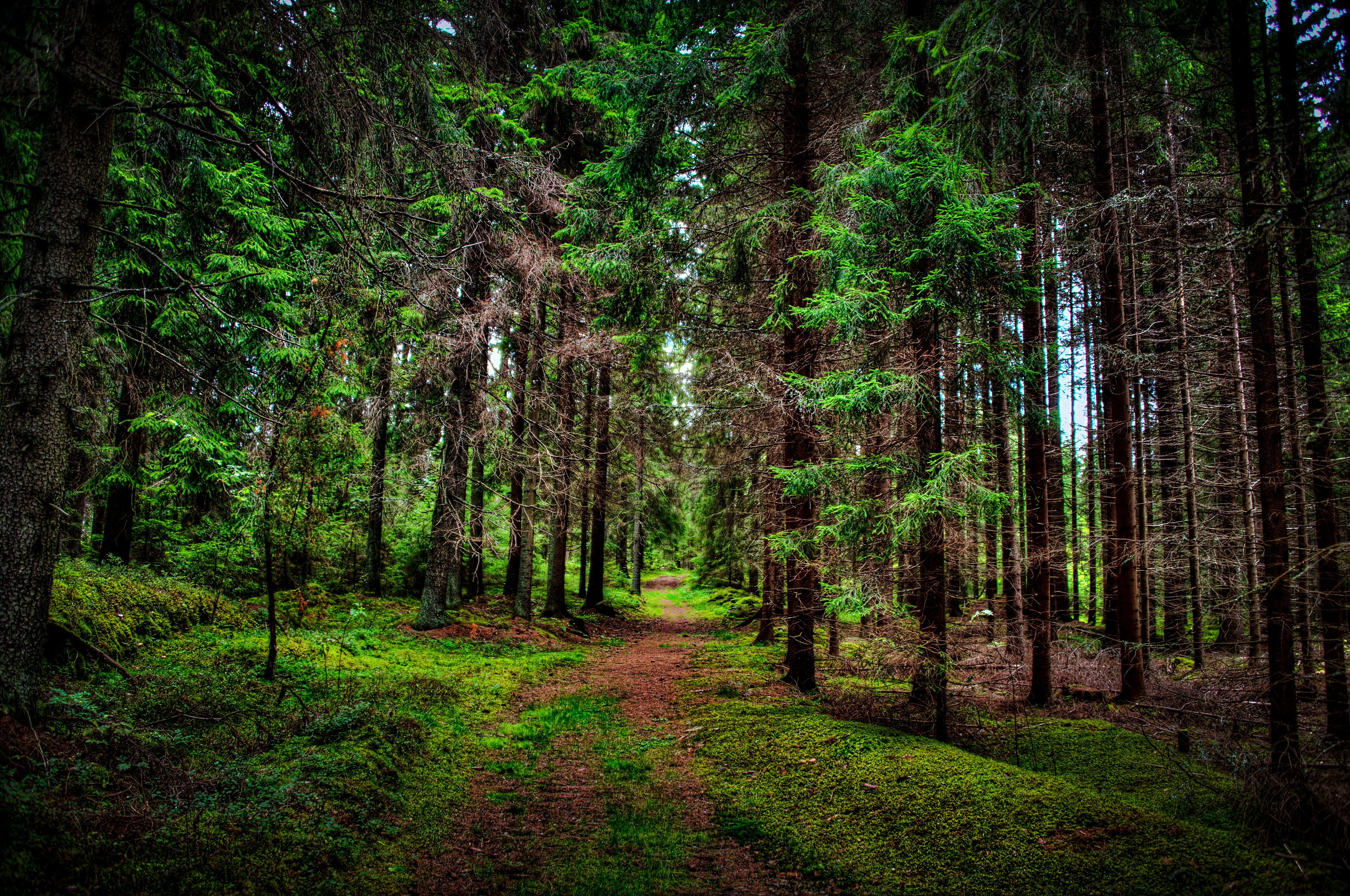 Pine Forest Background