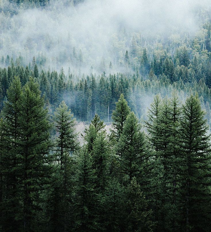 Pine Tree Forest Background