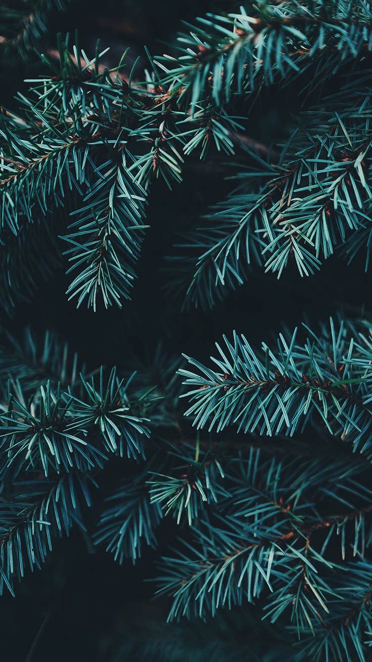 Pine Tree Wallpapers