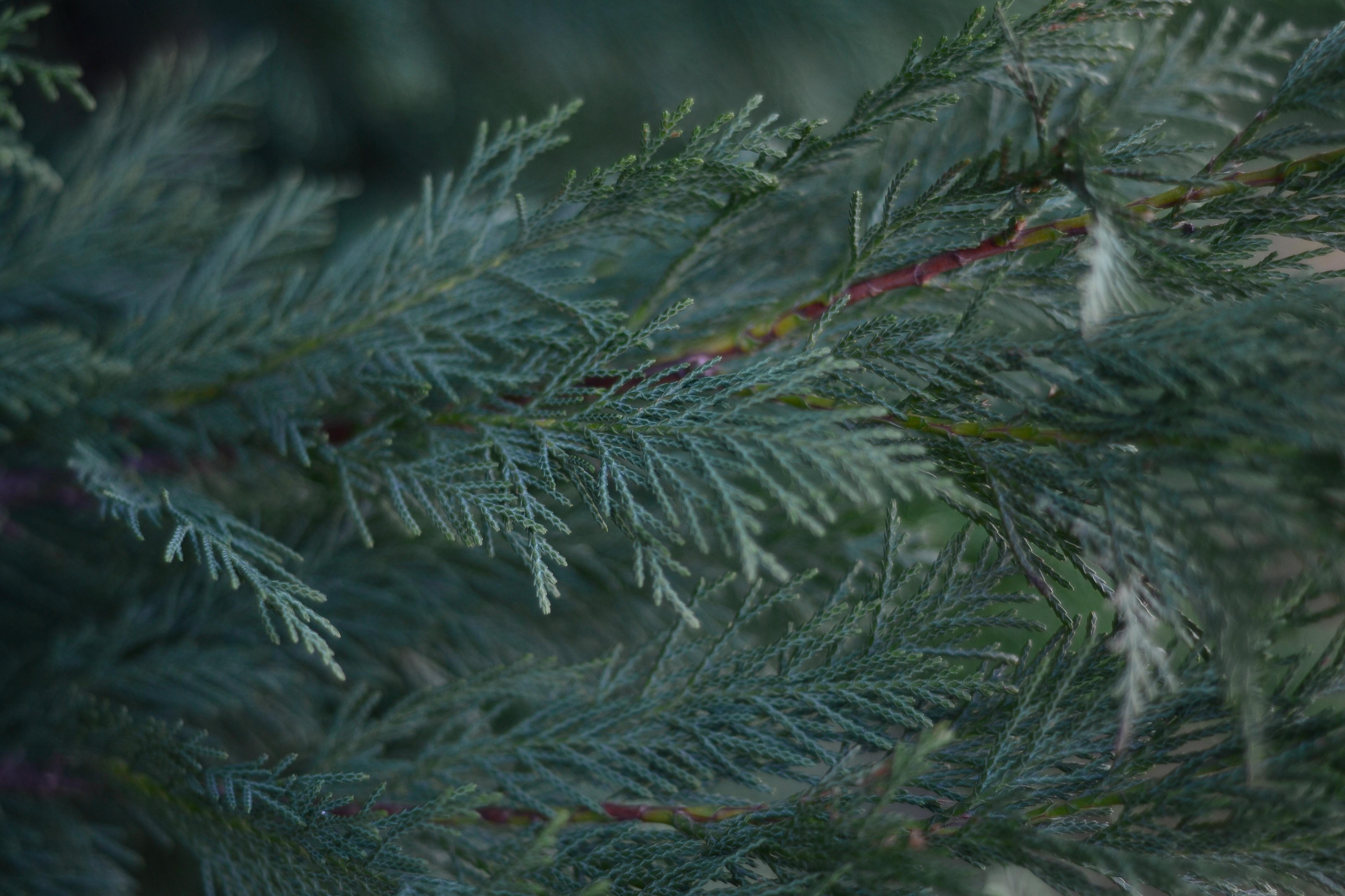 Pine Tree Wallpapers