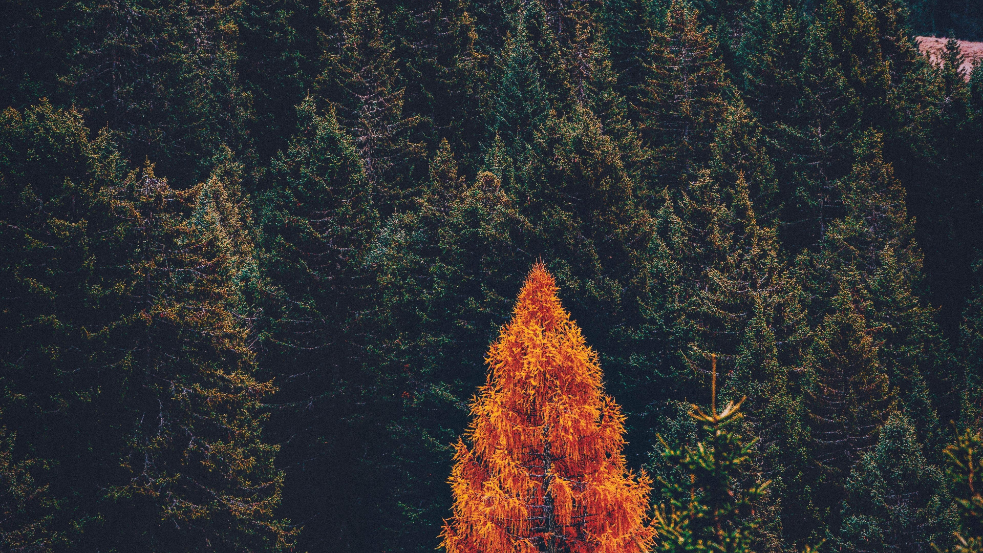 Pine Tree Wallpapers