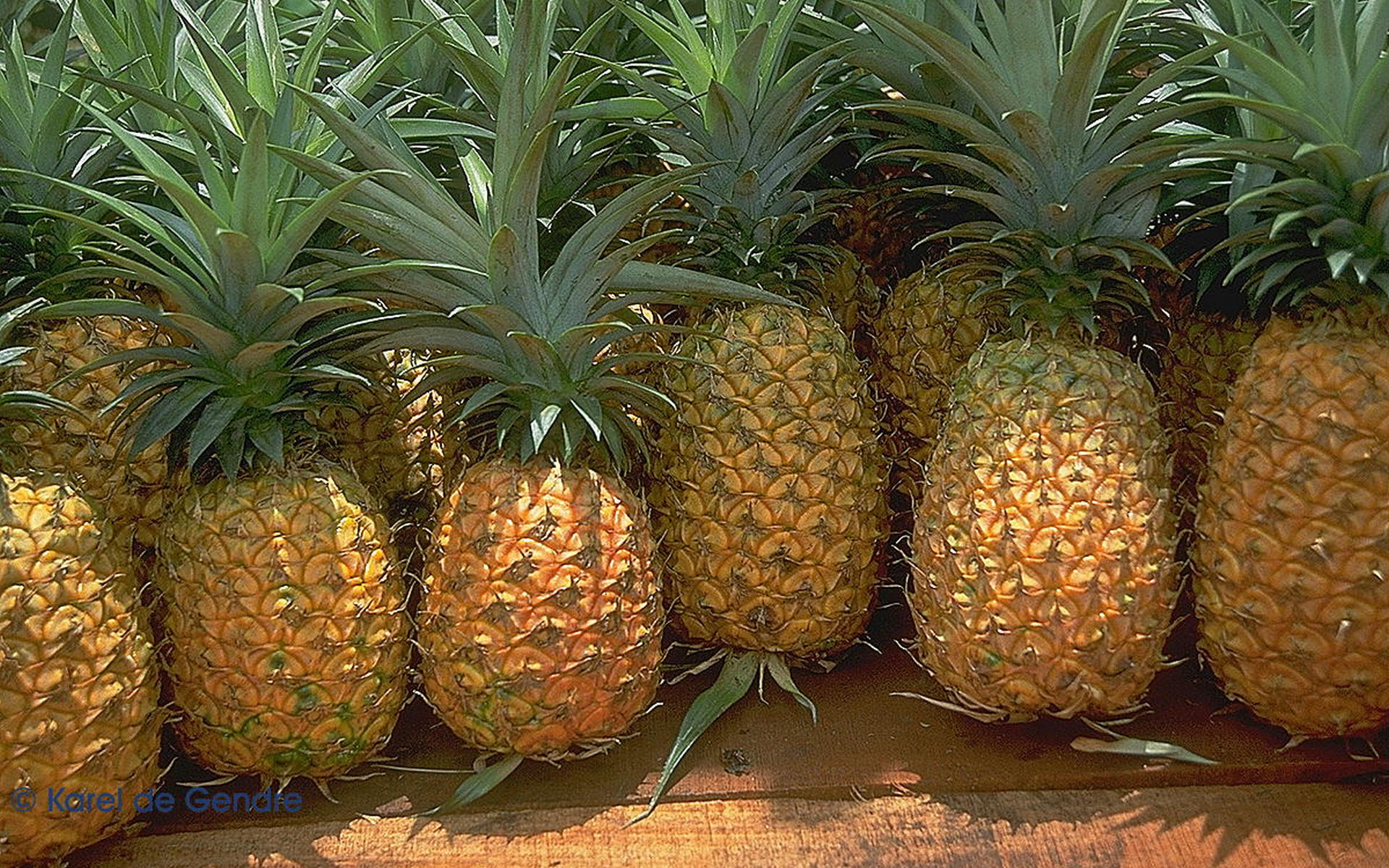 Pineapple Hd Wallpapers