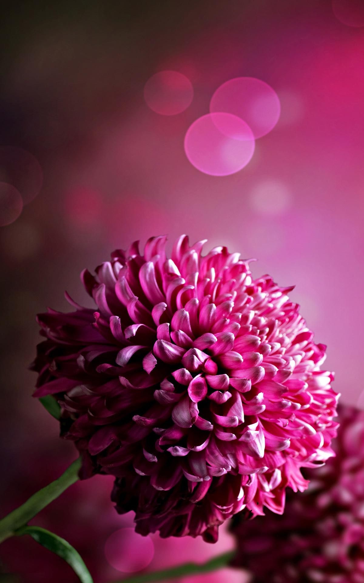 Pink 3D Iphone Wallpapers