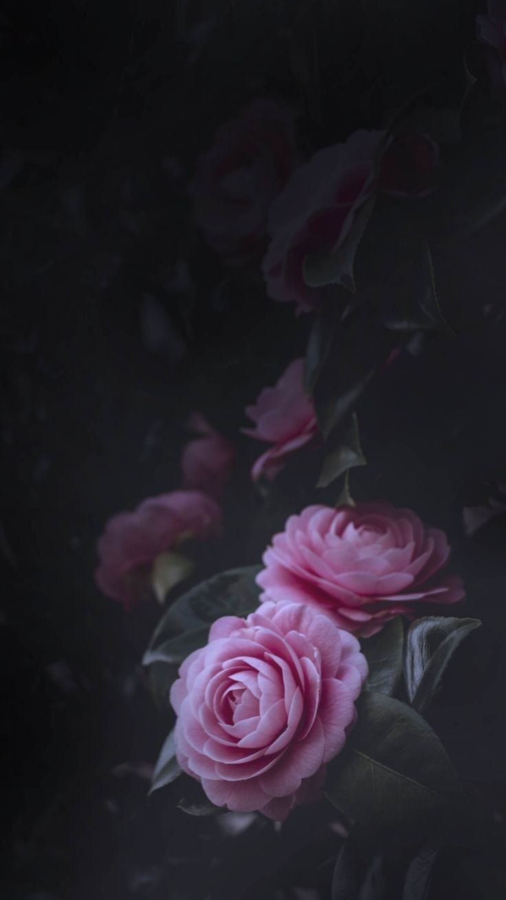 Pink And Black Flower Wallpapers