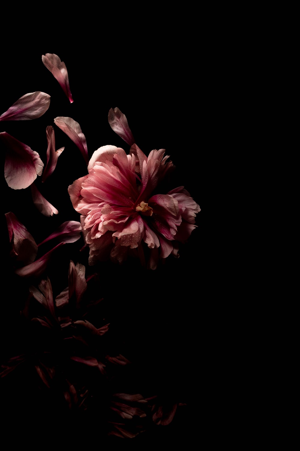 Pink And Black Flower Wallpapers