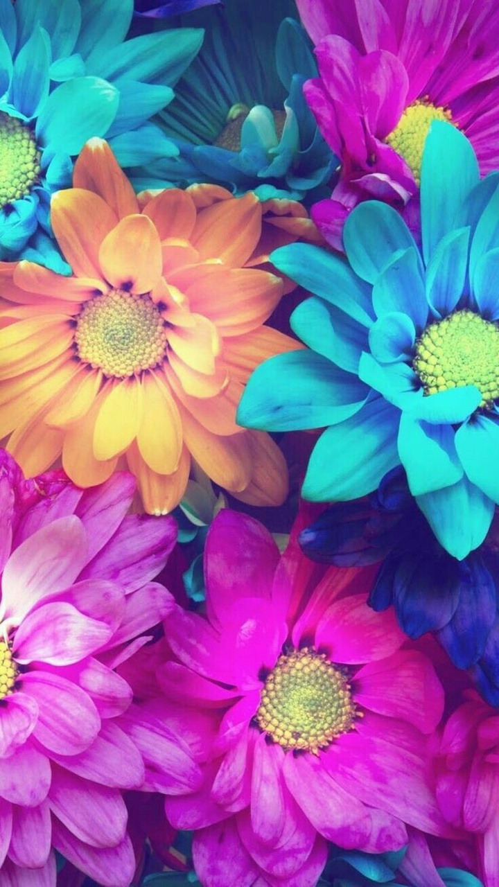 Pink And Blue Flowers Wallpapers