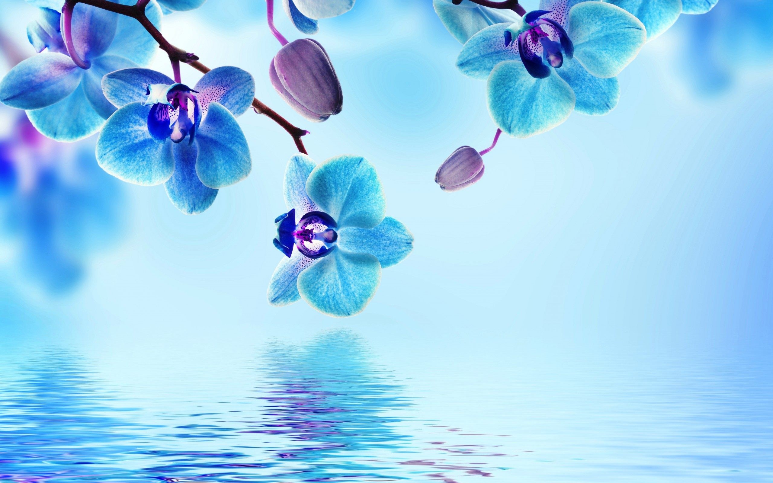 Pink And Blue Flowers Wallpapers