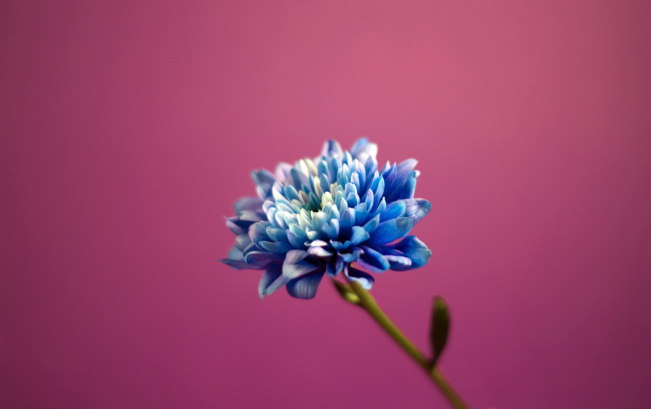 Pink And Blue Flowers Wallpapers