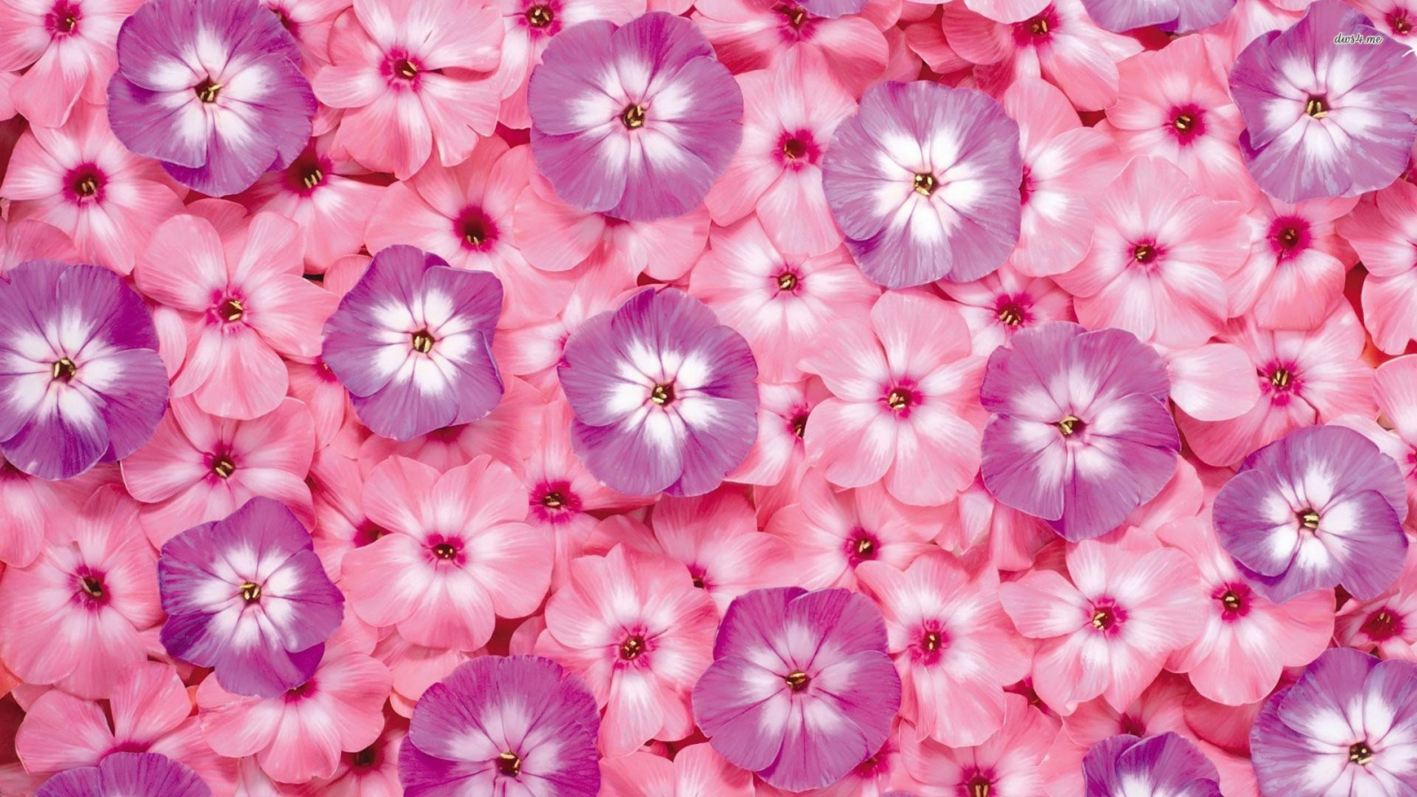 Pink And Purple Flower Wallpapers