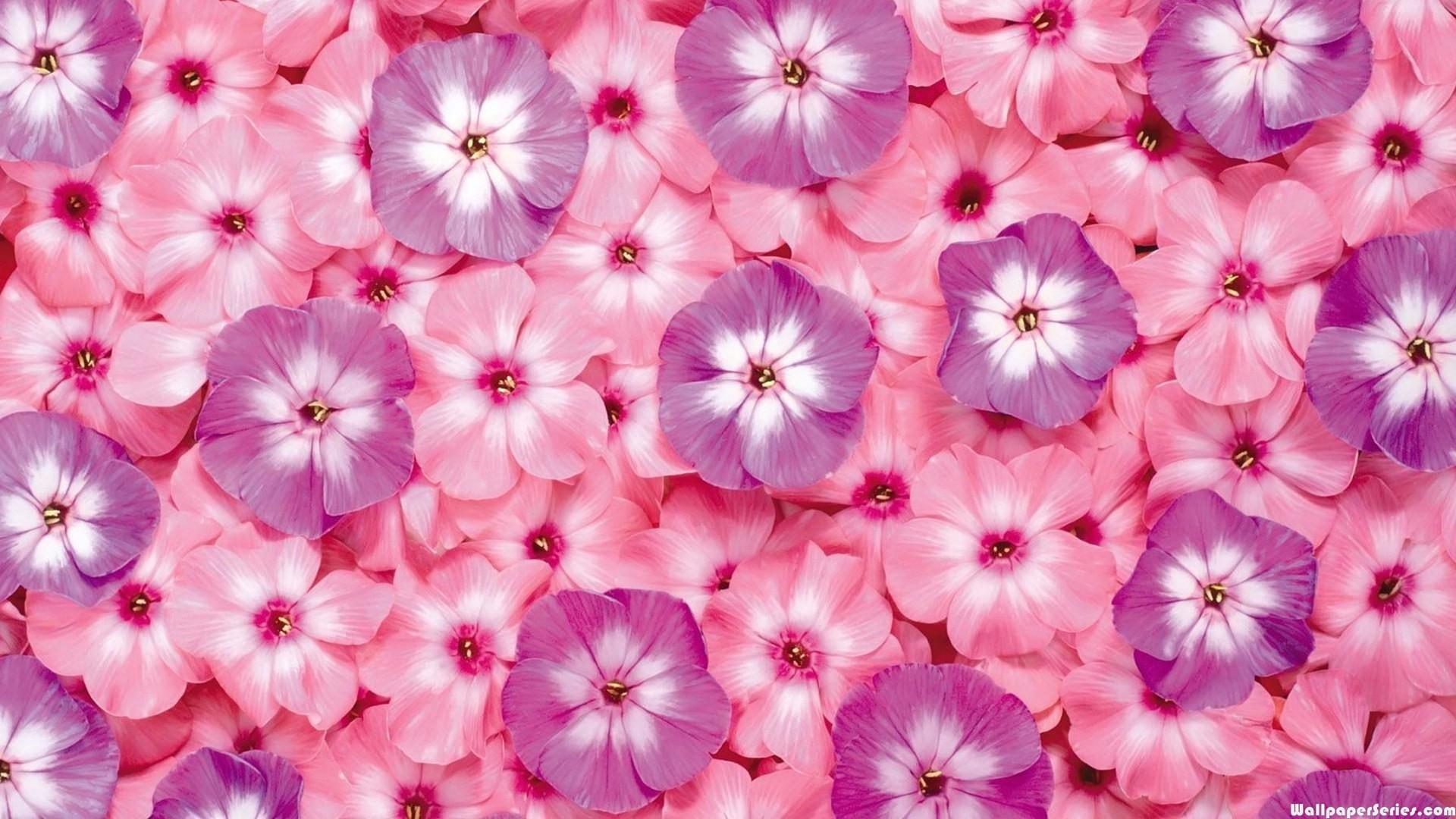 Pink And Purple Flower Wallpapers